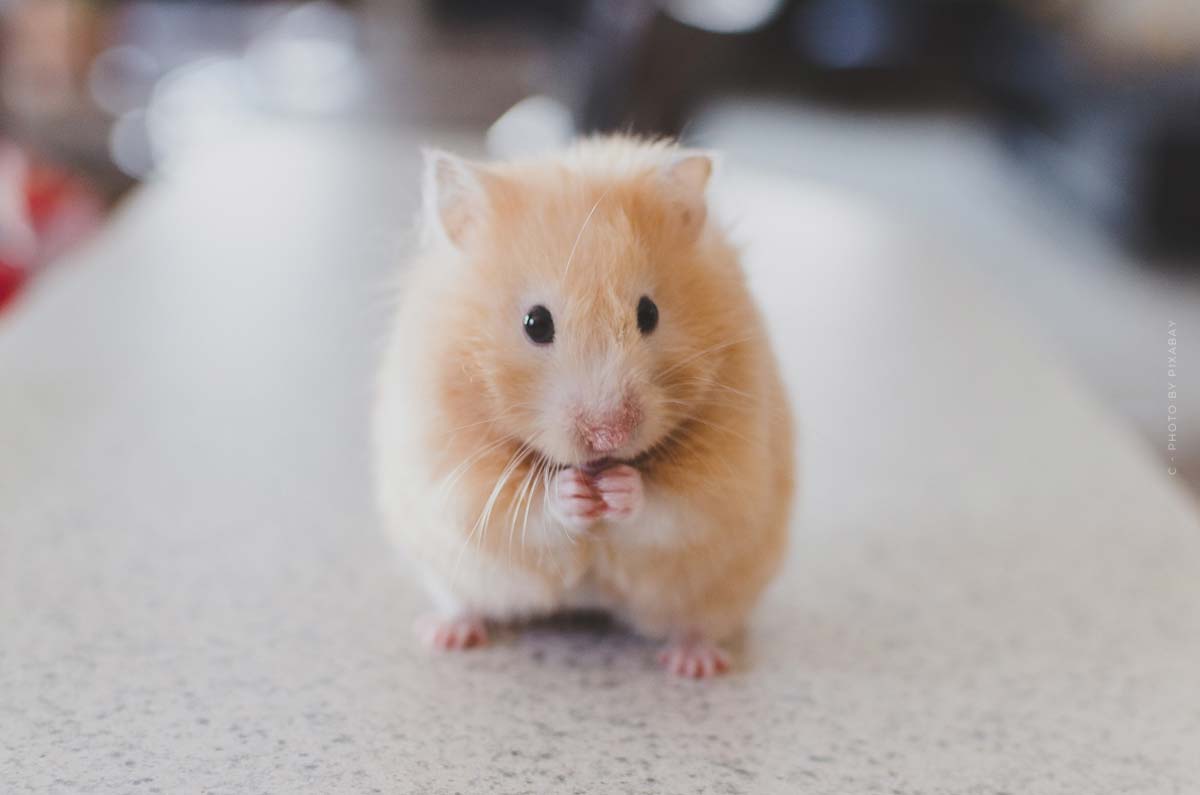 hamster videos auf youtube-klein-nagetier-suß-labyrinth-social-media-agentur-marketing-videos